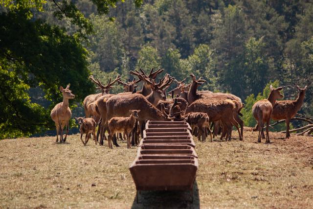 Wildpark Silz Juni 2020 