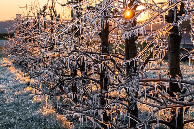 Apfelbäume on the rocks - Geinsheim | Foto: privat/Georg Beck