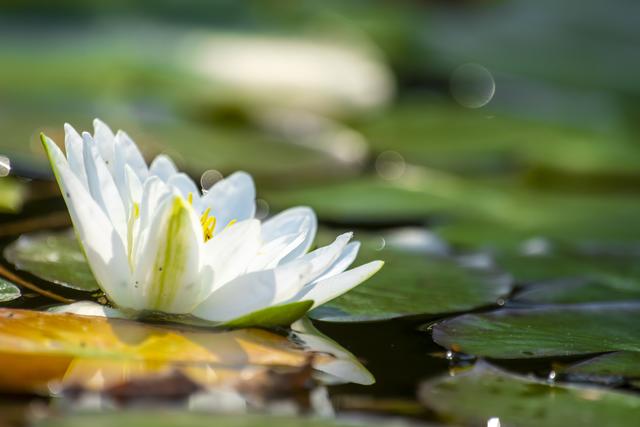 Seerose in einem Teich bei Schönau