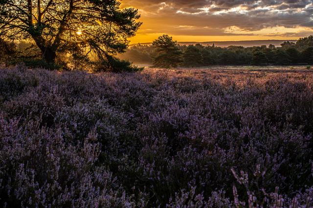 Mehlinger Heide 2. | Foto: privat/Georg Beck