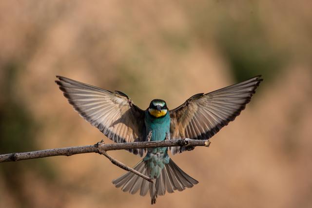 Zu Gast in der Pfalz: Bienenfresser - Gerolsheim | Foto: privat/Georg Beck