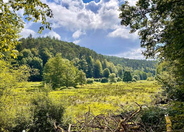 Das saftig grüne Finsterbrunnertal (Trippstadt, Juli) | Foto: Johanna Preisler