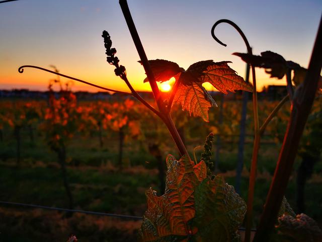 September 1: Sonnenaufgang in der Nähe der Rietburg | Foto: Eileen Kämmerer