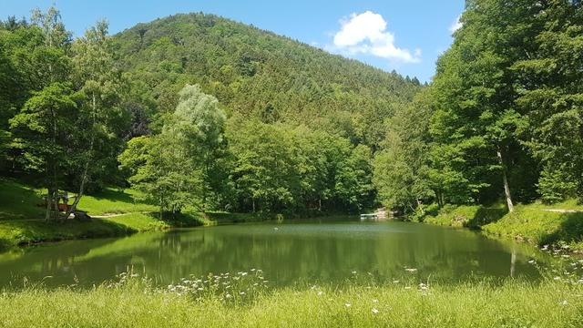 Mai 8: Hilschweiher | Foto: Tina Kirsch