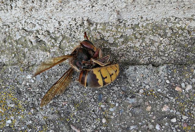 Verstorbene Hornisse | Foto: Brigitte Melder