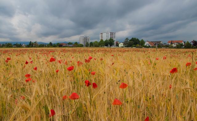 Mohn- und Getreidefeld bei Hassloch
