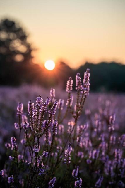 Der Sonnenaufgang lässt die Mehlinger Heide in besonderem Glanz erstrahlen (August) | Foto: Johanna Preisler