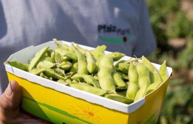 Edamame