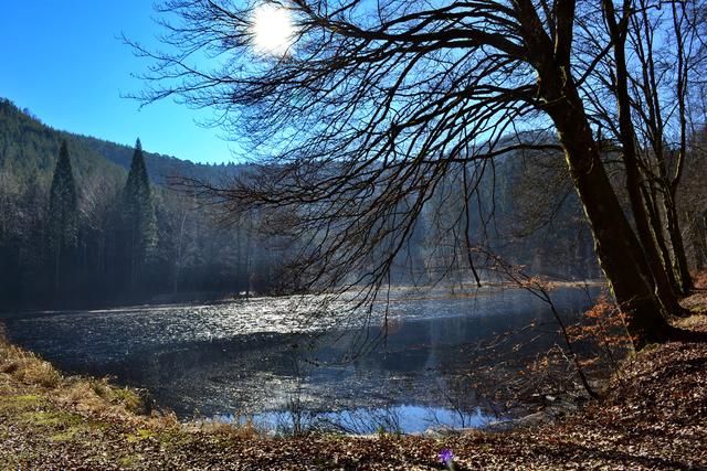 November 5: Seerosenweiher im Moosbachtal bei Dahn | Foto: Michael T. Kugler