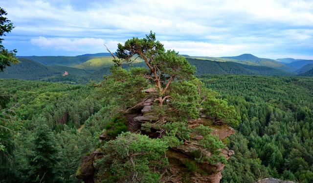 Juni 12: Schlüsselfelsen / Heidenpfeiler Busenberg | Foto: Michael T. Kugler