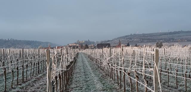 Dezember 5: Auf dem Weg von Sausenheim nach Kleinkarlbach | Foto: Silke Wenske