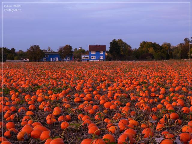 Oktober 1: Kürbisfeld vor Ludwigshafen  | Foto: Maike Müller