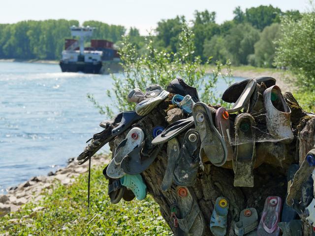 März 5: Rhein bei Germersheim (Höhe Hördt) | Foto: Hanne Wolff