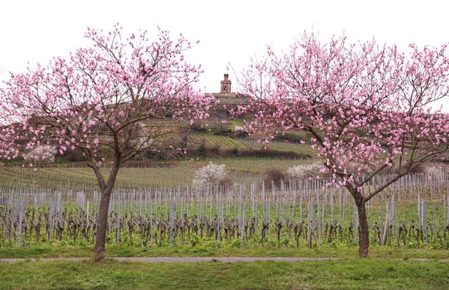 März 9: "Kaffeemühlchen" bei Bad Dürkheim  | Foto: Maike Müller