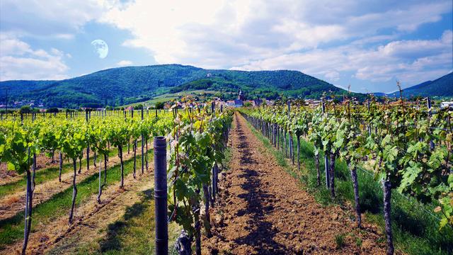 September 10: Bei Rhodt unter Rietburg | Foto: Heike Klein