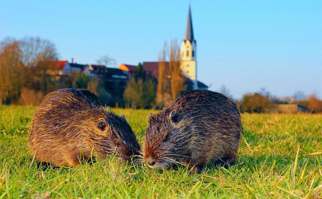 Oktober 5: Nutria an der Kirche St. Dionysius in Jockgrim | Foto: Nadine Sojka