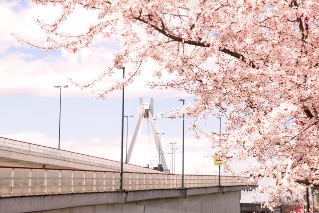 März 7: Pylonbrücke Ludwigshafen | Foto: Erik Patzschewitz