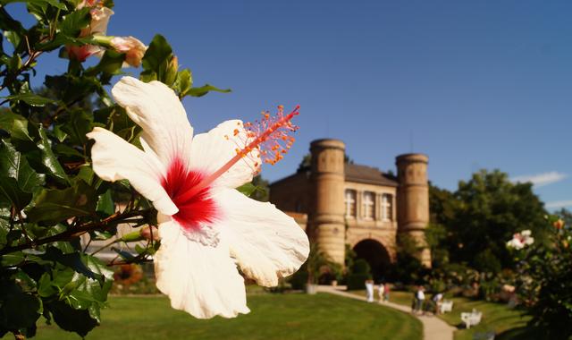 Juni 9: Botanischer Garten (Karlsruhe) | Foto: Katja Jähnig