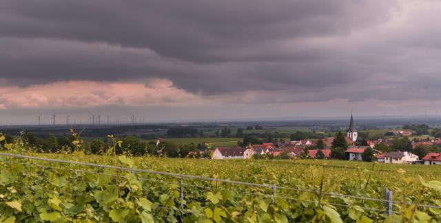 Juni 10: Blick auf Mörzheim und die Rheinebene | Foto: Joachim Braun