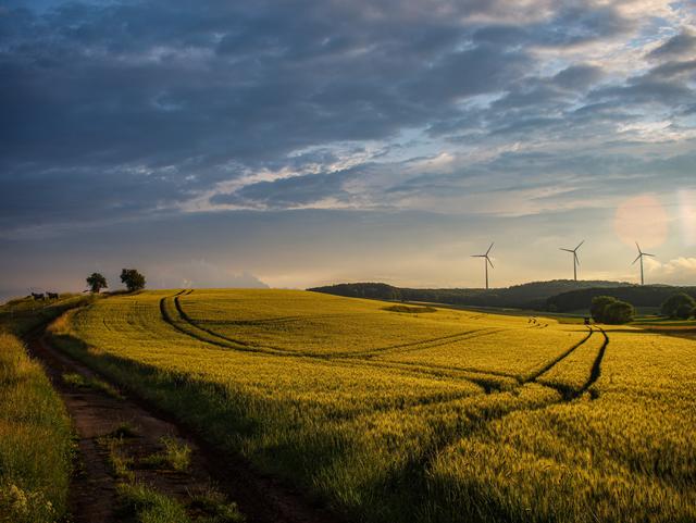Juni 3: Zwischen Breunigweiler und Sippersfeld (Donnersbergkreis) | Foto: Martin Unterluggauer