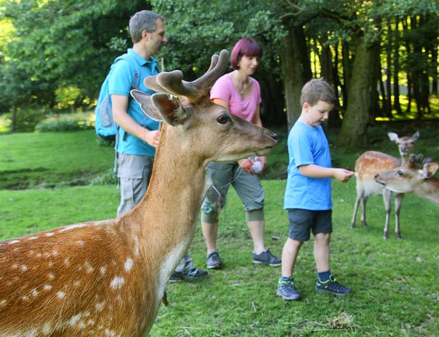 Ein Ausflugsziel mit Tieren: das Wildgehege an der Nahequelle | Foto: soonteam