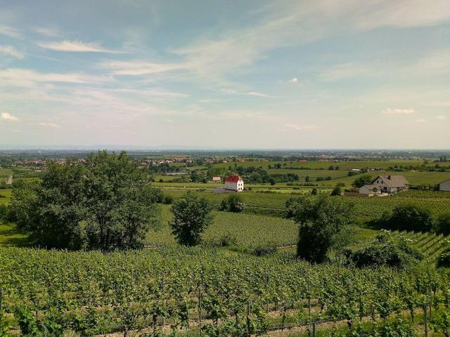 Mai 4: Blick auf die Rheinebene von Herxheim am Berg aus | Foto: Lisa Jäger