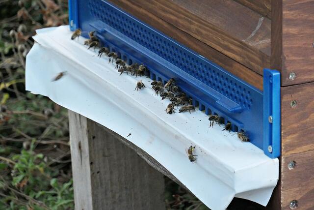 Ganz schön fleißige Bienchen auch hier | Foto: Brigitte Melder