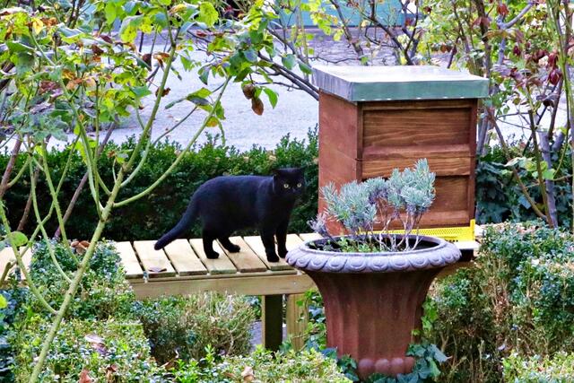 Die Hauskatze hat bereits Erfahrung mit den Bienen | Foto: Johann-Peter Melder