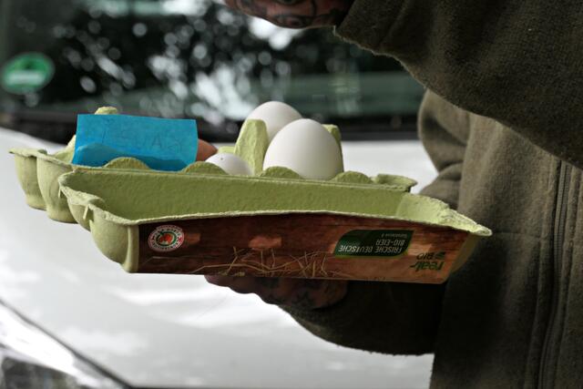 Verschiedene Größen Eier von Greifvögeln | Foto: Brigitte Melder