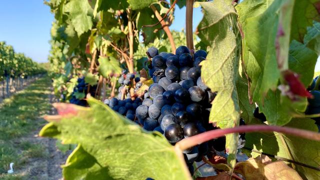Trauben in einem Bad Dürkheimer Wingert | Foto: Kim Rileit