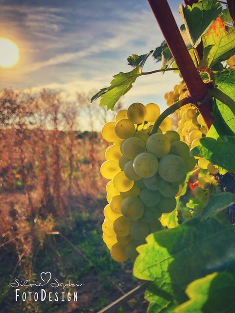 Unser Wingert im Herbschd sinn äfach schääää. ❤️