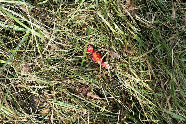Fundstück am Kelmetschweiher :-) Wer hat sein rotes Bonbon verloren? | Foto: Brigitte Melder