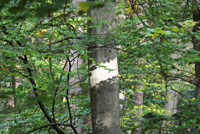 Schattenspiel | Foto: Brigitte Melder