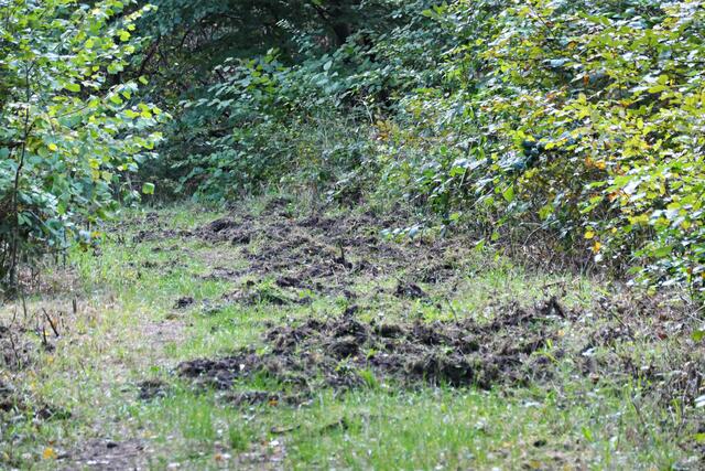 Achtung Wildschweine. Die hatten wohl in der Nacht ganze Arbeit geleistet. | Foto: Brigitte Melder