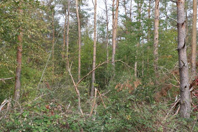 Toter Wald bei Bellheim | Foto: Heike Schwitalla