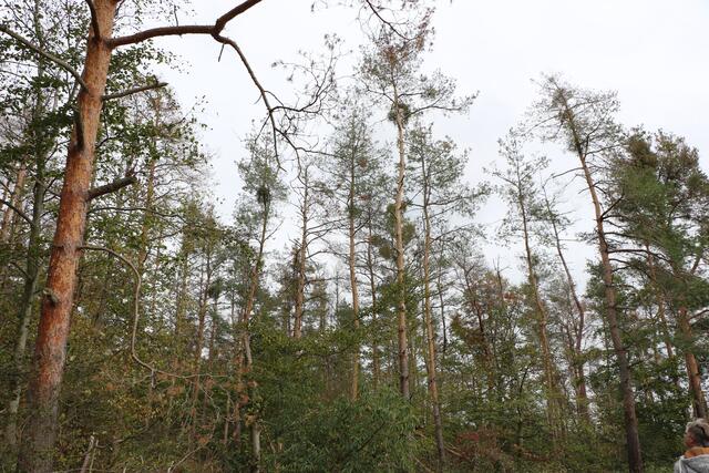 Der Wald ist tot und stellt damit auch eine große Gefahr für die Bevölkerung dar. Um für Sicherheit im Straßenverkehr zu sorgen, schlagen Forstreviere viele tote und sterbende Bäume, aber mit Sperrungen im Wald - auch für Spaziergänger - müsse man rechnen, wenn das Sterben so weitergeht, sagt Volker Westermann, Förster für Waldinformation, Umweltbildung und Walderleben im Forstamt Pfälzer Rheinauen