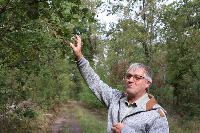Bisher verkraften die Eichen in der Rheinebene die Trockenheit noch relativ gut, aber auch hier machen sich schon erste Schäden bemerkbar | Foto: Heike Schwitalla