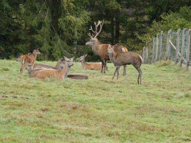 Hirsch mit seinem Harem im Wildtiergehege