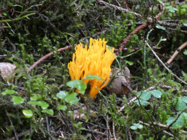 Wunderbarer Korallenpilz