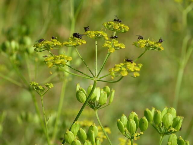 Sandglöckchen mit Wildbienen. | Foto: privat