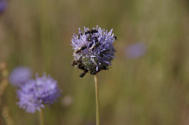 Sandglöckchen mit Wildbienen. | Foto: privat