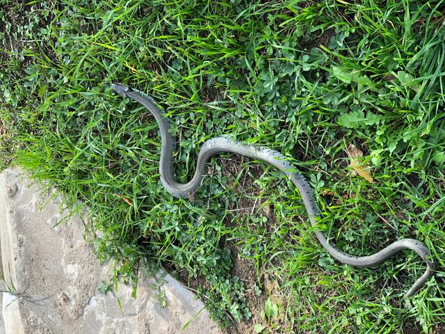 Natrix natrix in Natura – Der Polizei Landau sei Dank