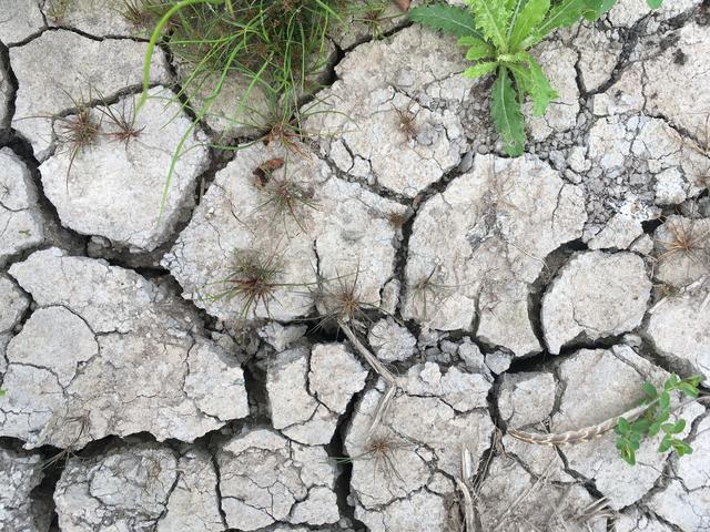 Die Trockenheit am Weißen Graben zeigt deutlich: Der Klimawandel ist auch lokal zu spüren  Foto: Paul Junker