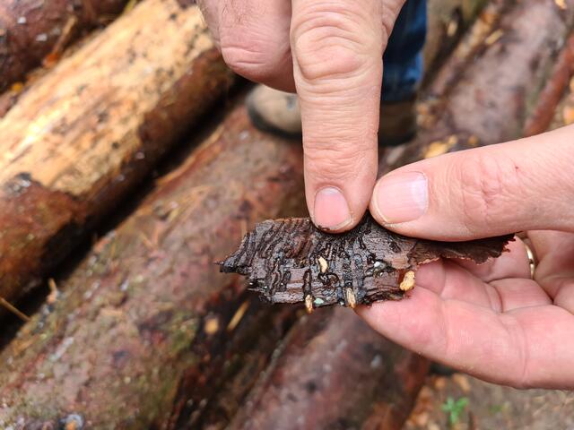 Borkenkäferlarven in der Fichtenrinde. Das nass-feuchte Herbstwetter lässt die Larven verschimmeln. | Foto: Ralf Vester