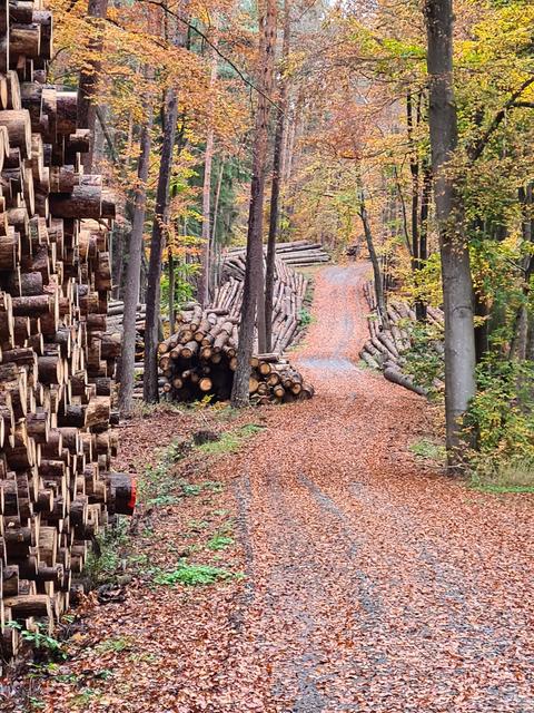 Ein wahrer "Friedhof" gefällter Fichten: Riesige Mengen an nicht mehr zu rettendem Fichtenholz warten aufgehäuft zu gewaltigen Poldern auf den endgültigen Abtransport aus dem Wald. | Foto: Ralf Vester