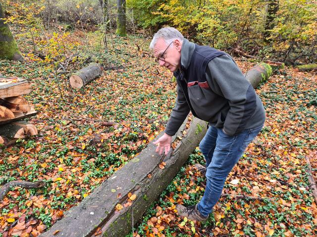 Forstrevierleiter Klaus Platz zeigt den aufgeplatzten Stamm einer pilzbefallenen Buche | Foto: Ralf Vester