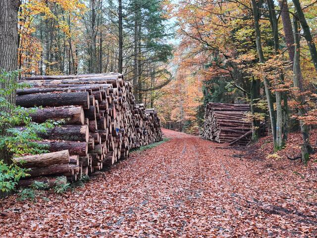 Ein wahrer "Friedhof" gefällter Fichten: Riesige Mengen an nicht mehr zu rettendem Fichtenholz warten aufgehäuft zu gewaltigen Poldern auf den endgültigen Abtransport aus dem Wald. | Foto: Ralf Vester