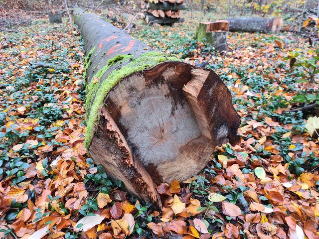Vom Pilz durchsetzt taugt diese Buche nicht mehr für den Verkauf, sondern lediglich noch als Brennholz | Foto: Ralf Vester