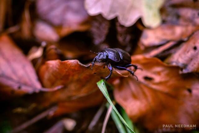 Foto: Paul Needham