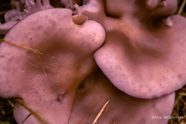 Foto: Paul Needham